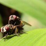StripedFly