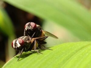 StripedFly